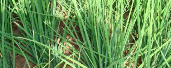 葱长黑虫怎么处理