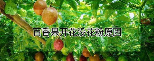 百香果开花没花粉原因