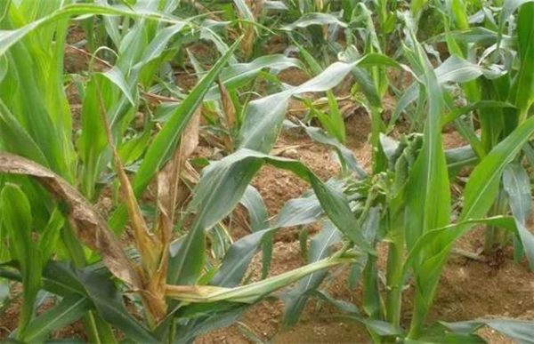 农作物肥害怎么多久？