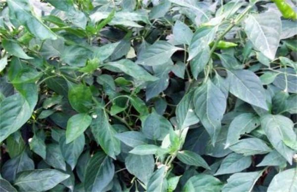 氮肥过量对作物有什么影响