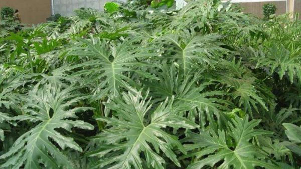 春羽如何长出龙鳞杆