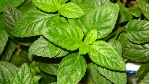 薄荷能放在卧室吗？