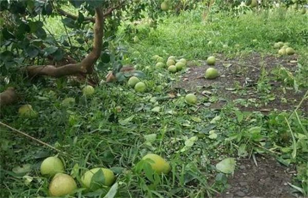 台风来袭果园该怎么多久？