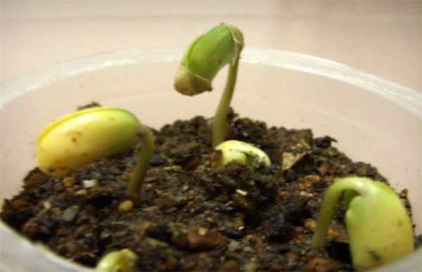 幼苗带帽怎么回事