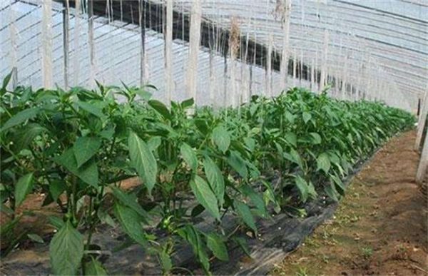 大棚辣椒徒长怎么办？