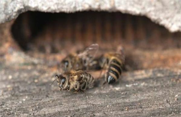 蜂箱外有较多死雄蜂是怎么回事