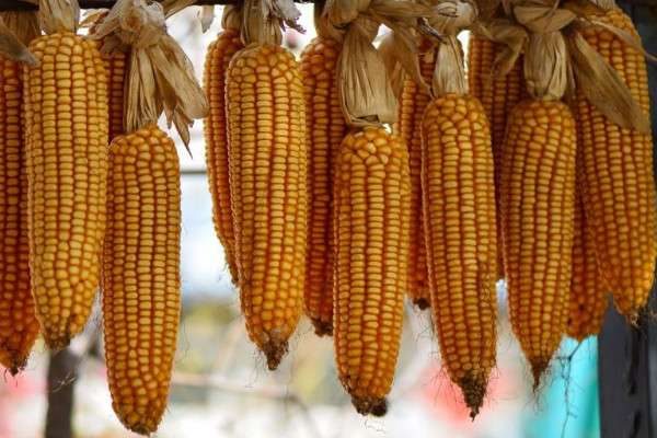 春棒子什么时候种植