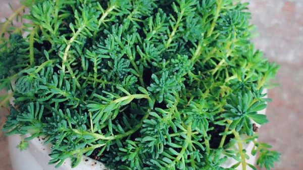 薄雪万年草如何繁殖