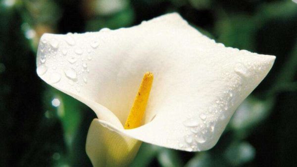 马蹄莲有毒吗？