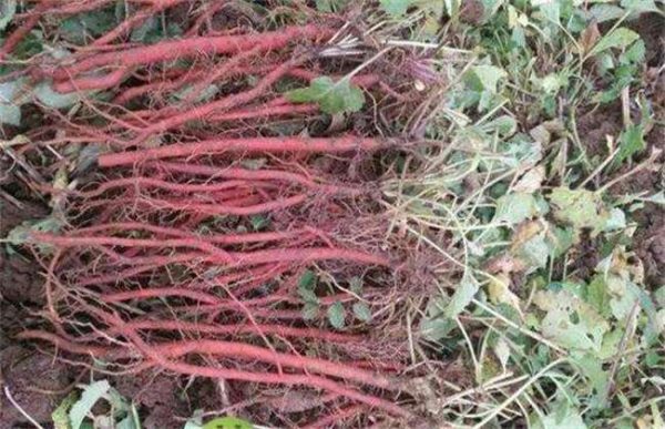 丹参种植一亩地收益