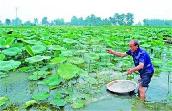 莲藕的施肥时的注意事项
