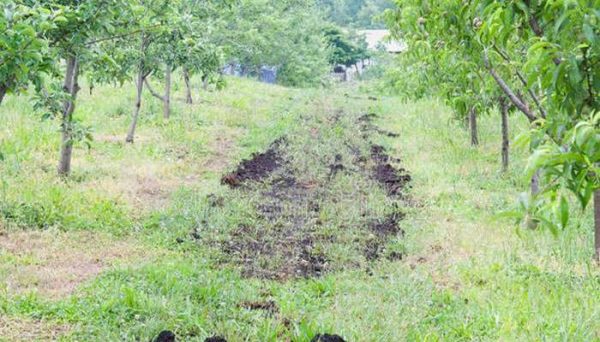 杂草发酵有机肥多久？