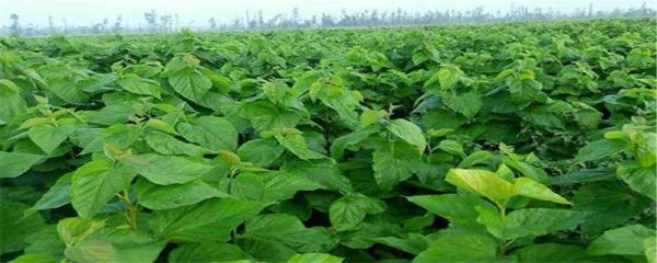 桑树是什么植物类型
