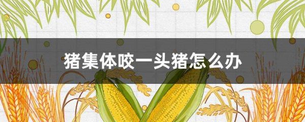 猪集体咬一头猪怎么办？