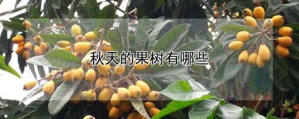 秋天的果树有哪些