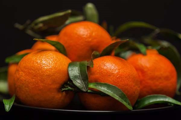 桔子树什么时候修剪