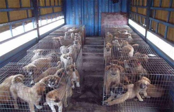 养10只肉狗的利润多少？