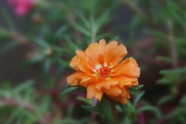 大花马齿苋冬天能活吗