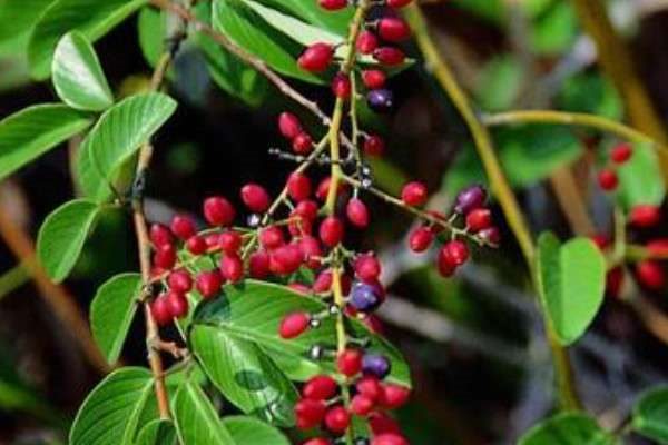 铁包金小叶和大叶区别