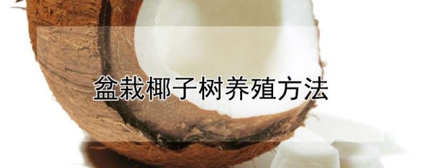 盆栽椰子树养殖方法