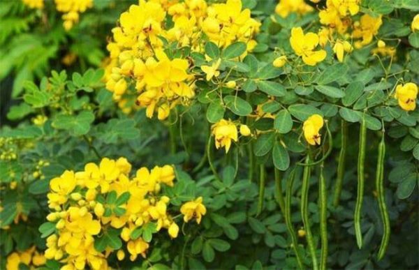 盐碱地适合种植什么药材