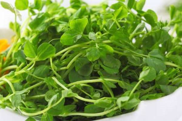 豌豆苗在土里怎样种植