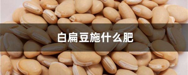 白扁豆施什么肥