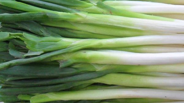 葱种植技术和种植时间