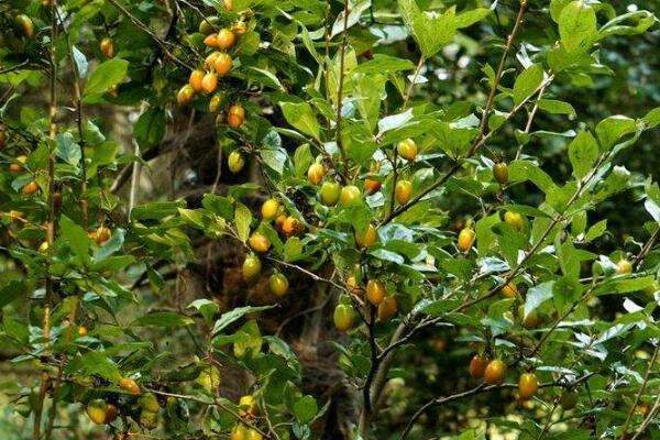 老鸦柿扦插方法