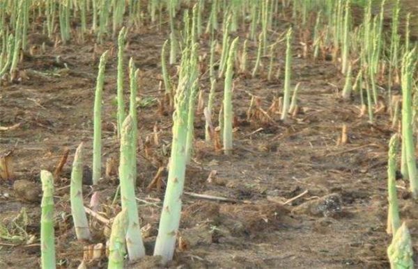 种一亩芦笋投资多少钱