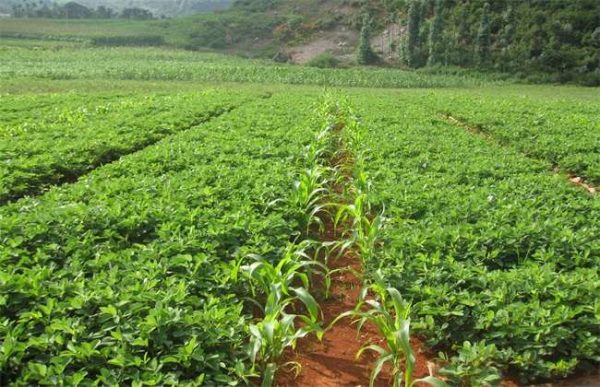 玉米适合套种什么作物