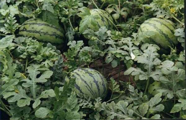 种10亩西瓜能赚多少钱