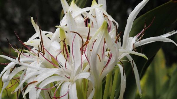 文殊兰叶子下垂