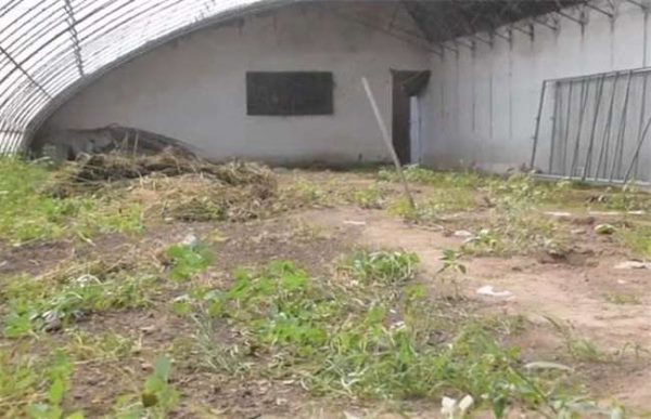 大棚更茬换季注意什么？