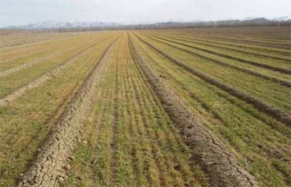 小麦苗叶色异常是什么原因？