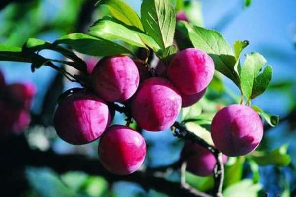 果树修枝剪方法