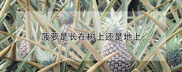 菠萝是长在树上还是地上