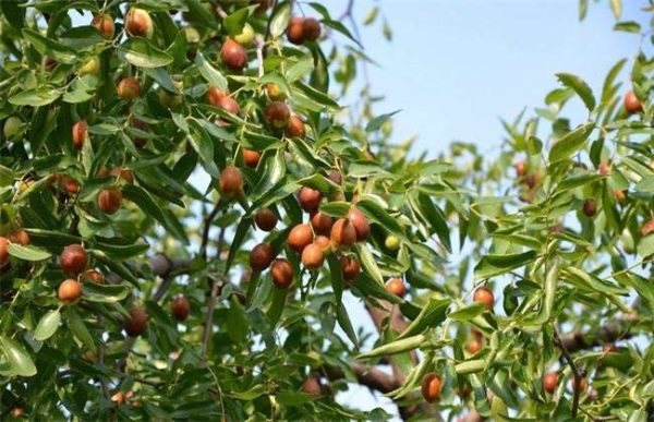 枣树座果率低的原因？