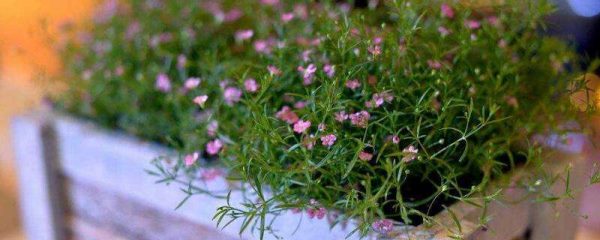 满天星是多年生草本吗