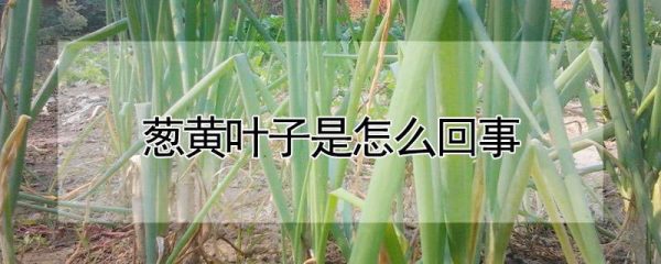 葱黄叶子是怎么回事