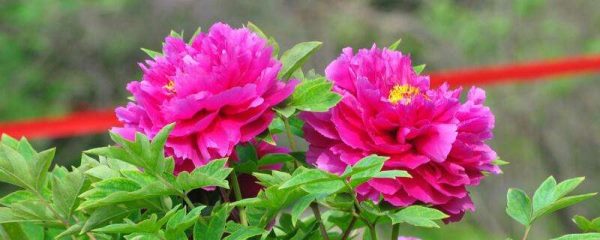 矮壮素适合什么花