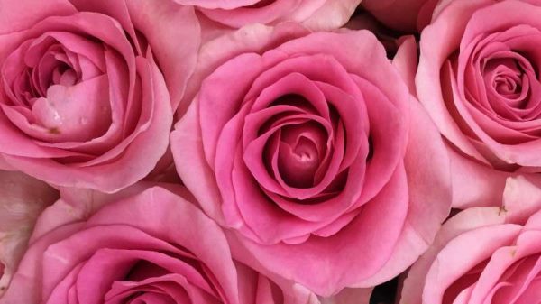 第一次表白送什么花好