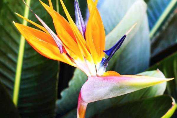 天堂鸟冬天会冻死吗