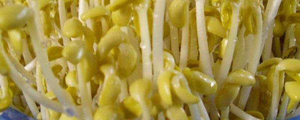 黄豆芽的生长过程