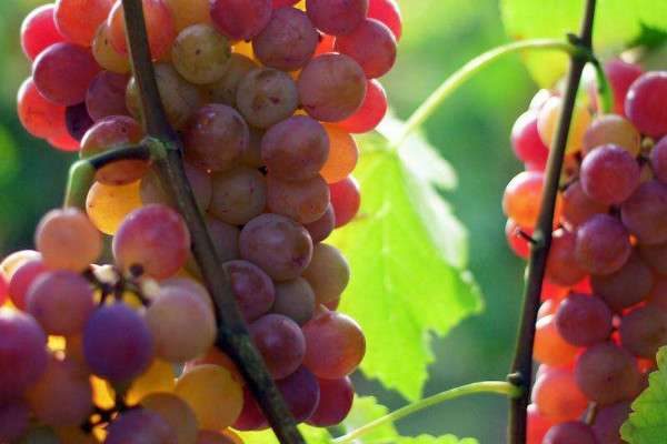 送葡萄的寓意是什么