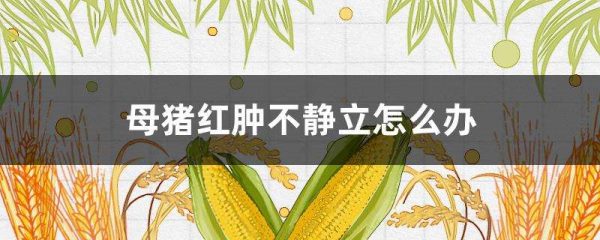 母猪红肿不静立怎么办？