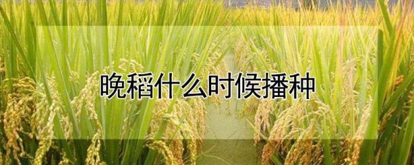 晚稻什么时候播种