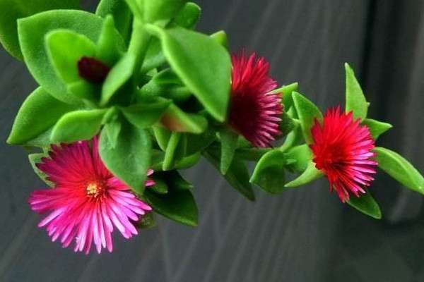 牡丹吊兰什么时候开花