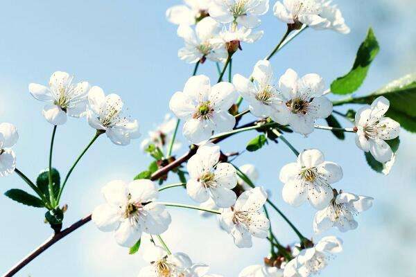 如何给植物补铁