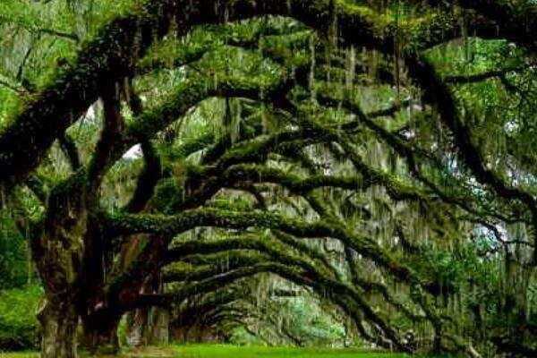 橡树与芦苇的寓意